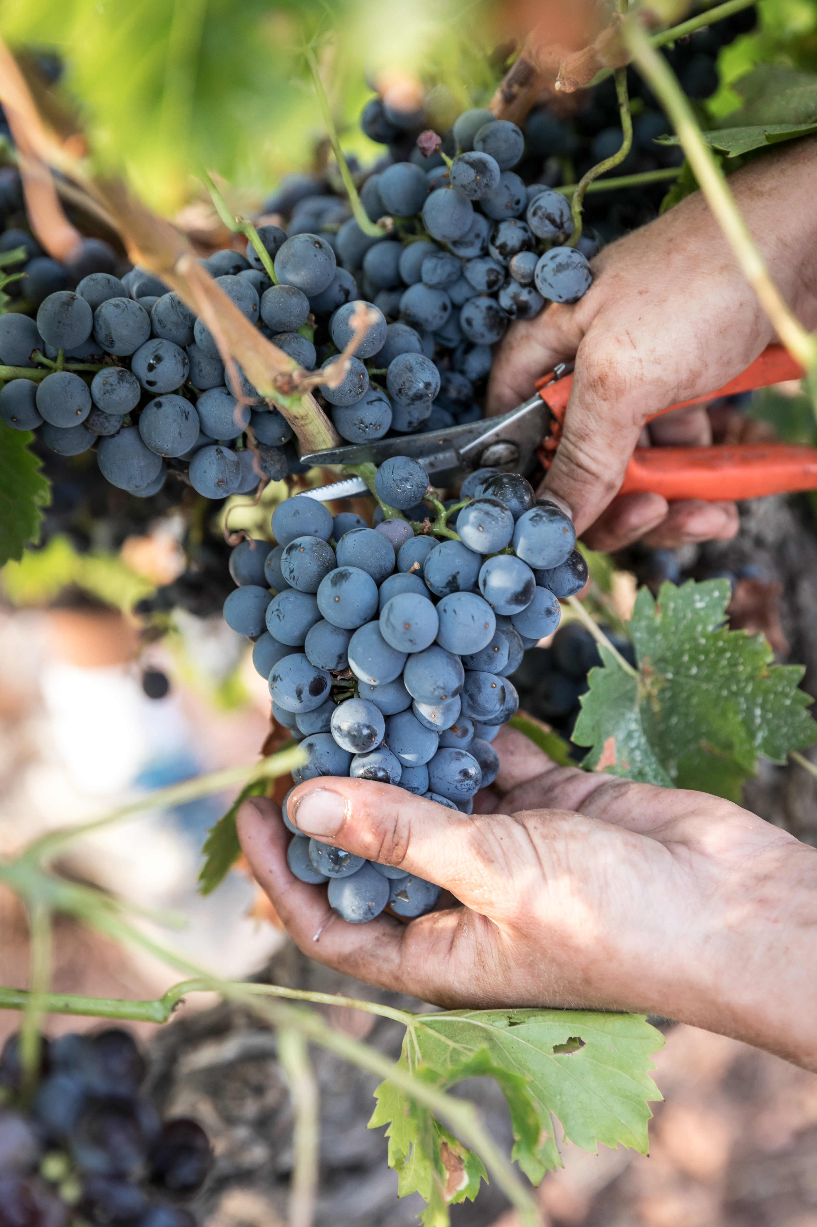Harvesting wine grapes
