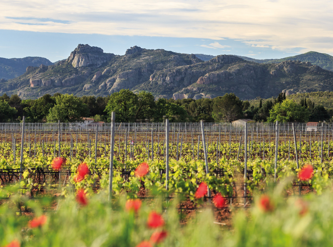 Mountain vineyard landscape